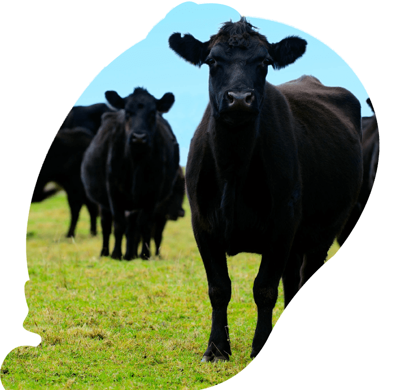 Black steers bulls on a field of a beef farm.