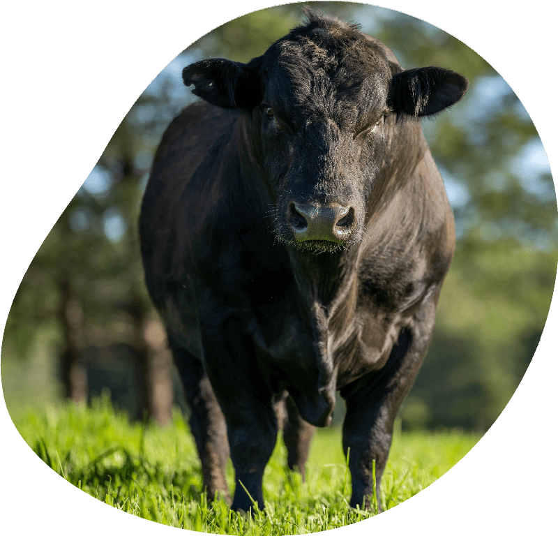 Close up of Stud Beef bulls, cows and calves grazing on grass in a field